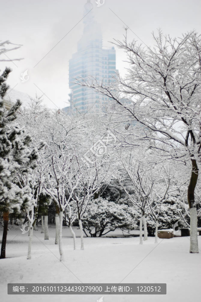 白雪覆蓋的灌木叢