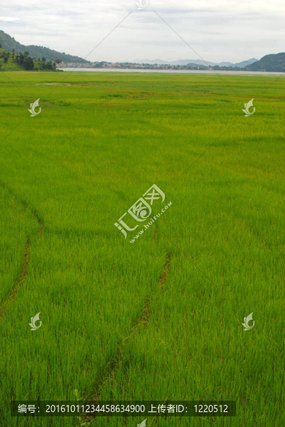 的Fewa湖景觀；尼泊爾