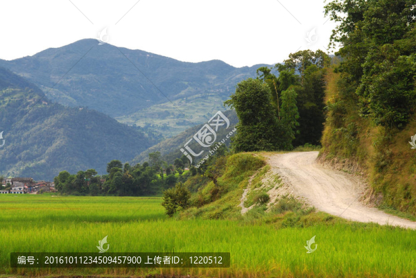 在Fewa湖路；尼泊爾
