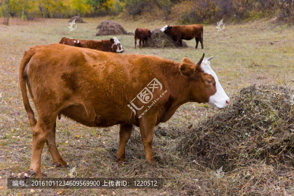 奶牛吃的干草