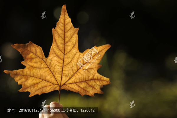 美麗的秋天的葉子-匯圖網(wǎng) www.fosd68.com 美麗的秋天的葉子