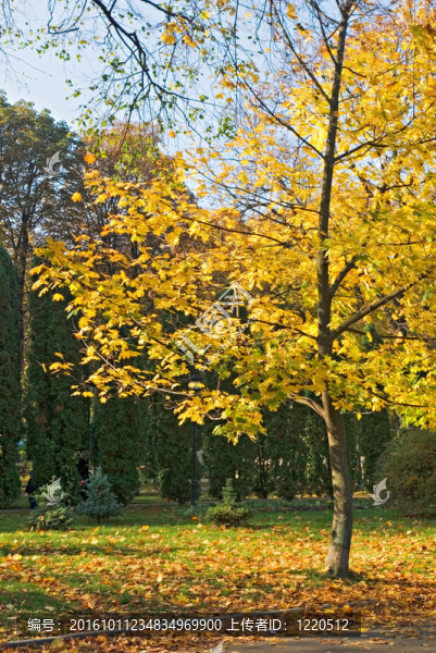公園