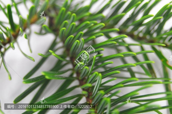 綠色的冷杉