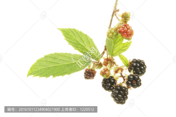 黑莓