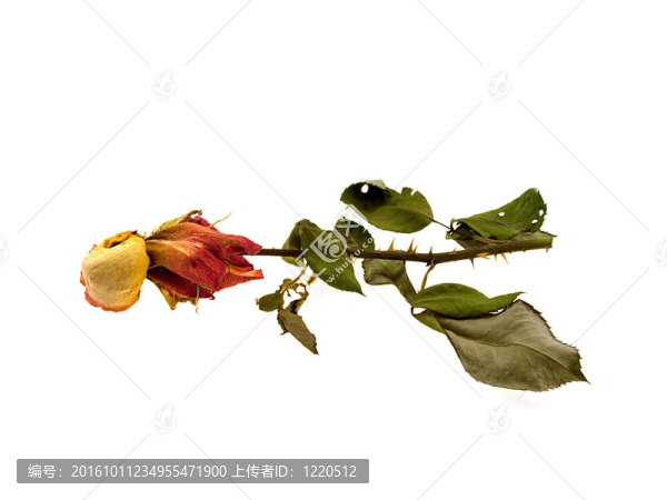 干燥的綠薔薇