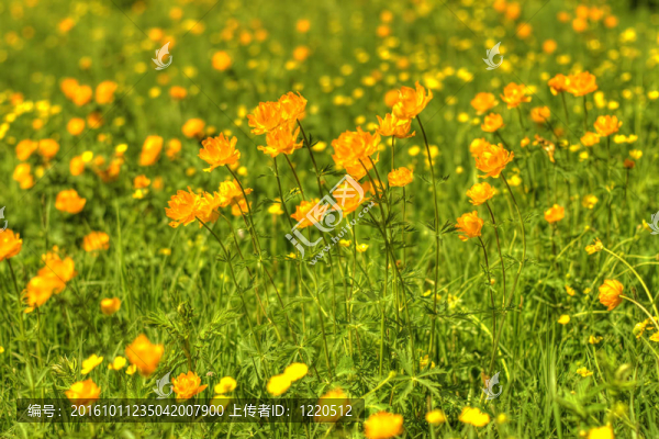 地球花田