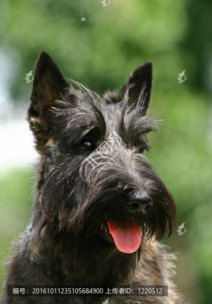 蘇格蘭梗（也被稱為仔犬）；俗稱Scottie；是一個品種的狗最出名的是其鮮明的輪廓和典型的梗犬個性。