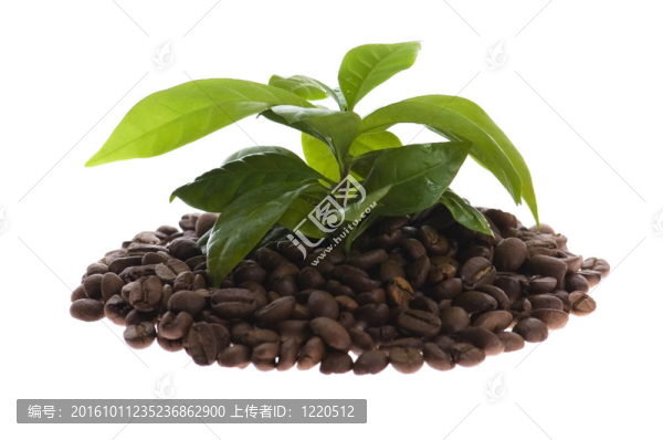越來越多的咖啡