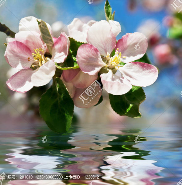 蘋(píng)果花?；ㄔ谒? title=