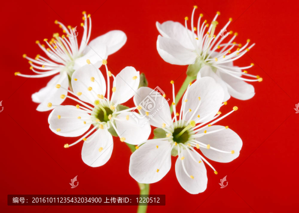 美麗的櫻花紅色背景