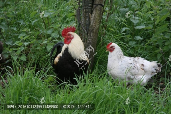 在草長Cockerel和母雞
