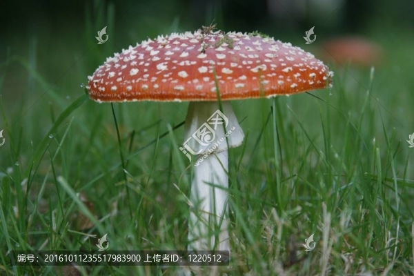 粉木耳或毒蠅鵝膏