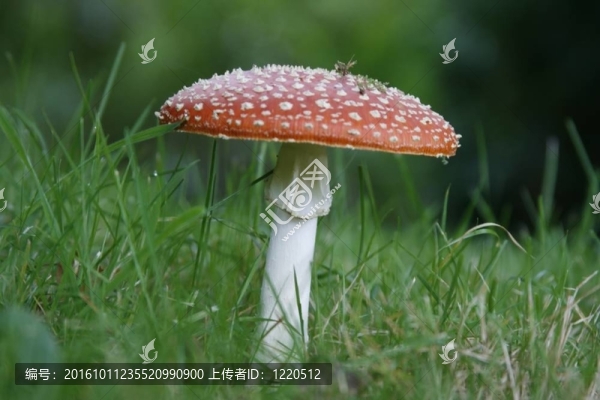 粉木耳或毒蠅鵝膏