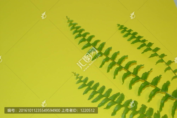 三右上的蕨類(lèi)植物