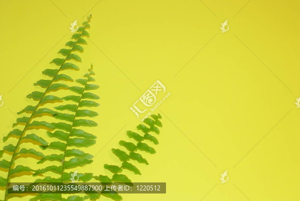 三種蕨類植物