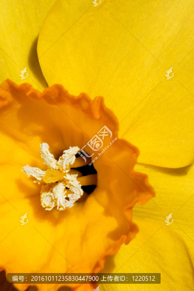 明亮的黃色的水仙花