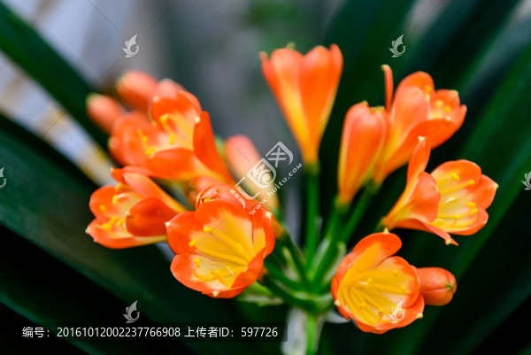 君子蘭