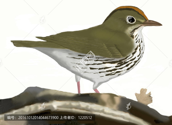 灶鳥(niǎo)
