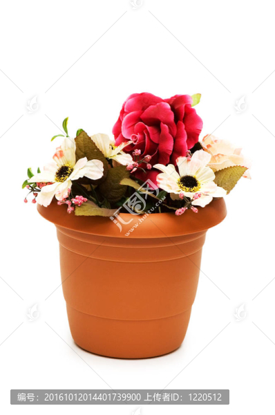 花盆中的各種花在白色上分離