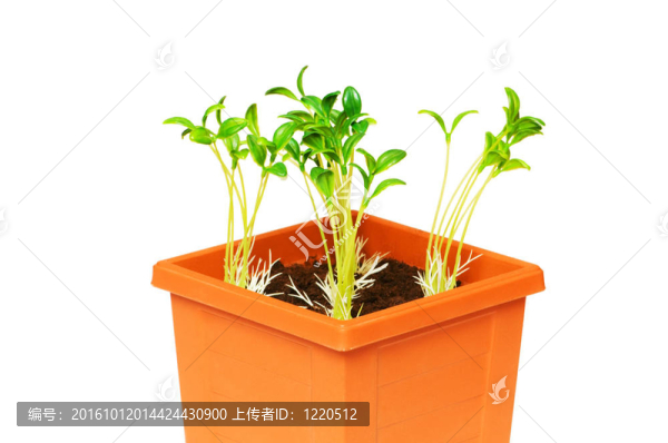 在粘土盆栽綠化苗木