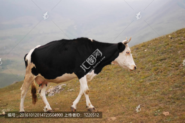 牛走在山-,Suvar；阿塞拜疆