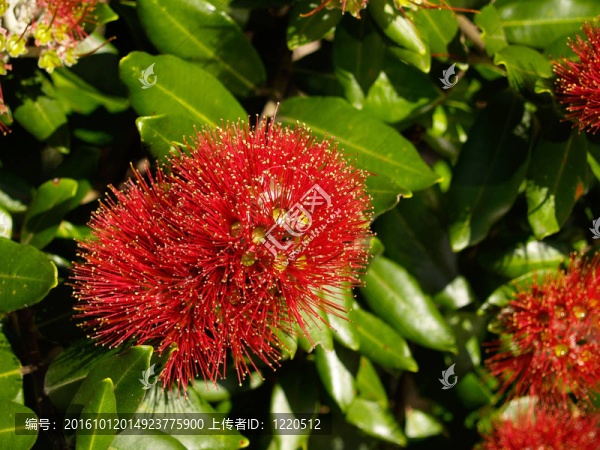 Pohutukawa,Flower；鮮艷的紅色。