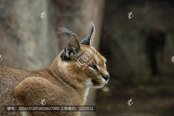 猞猁猞猁