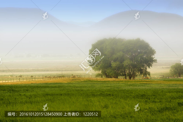 農(nóng)場(chǎng)后面的樹(shù)