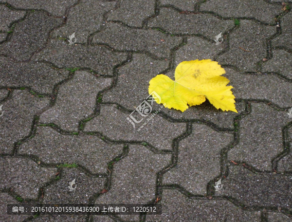 stoneblock和黃色的葉streetway