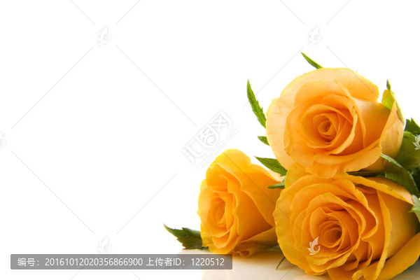 可愛的玫瑰花
