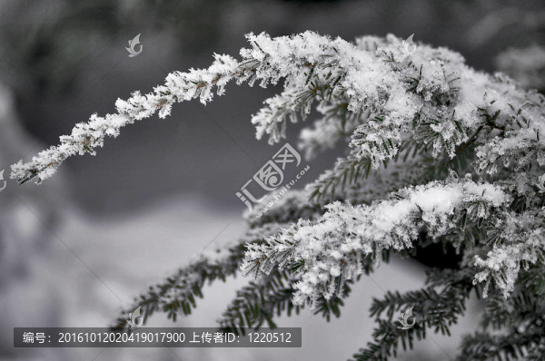 雪枝