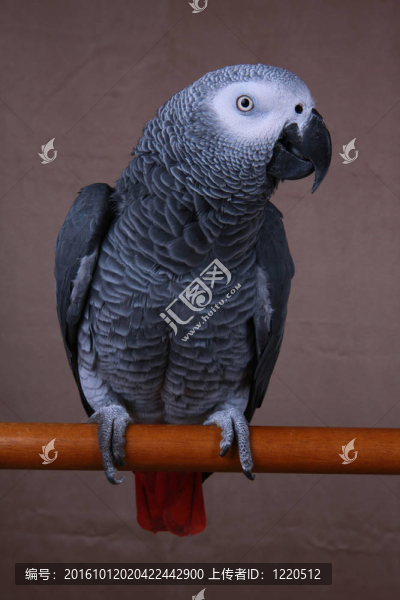 非洲灰色鸚鵡