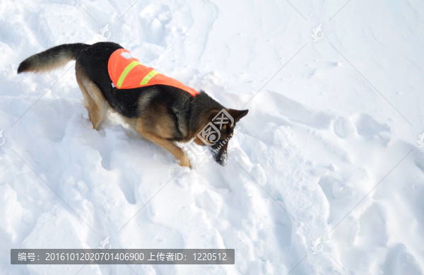 在追求雪崩救援犬