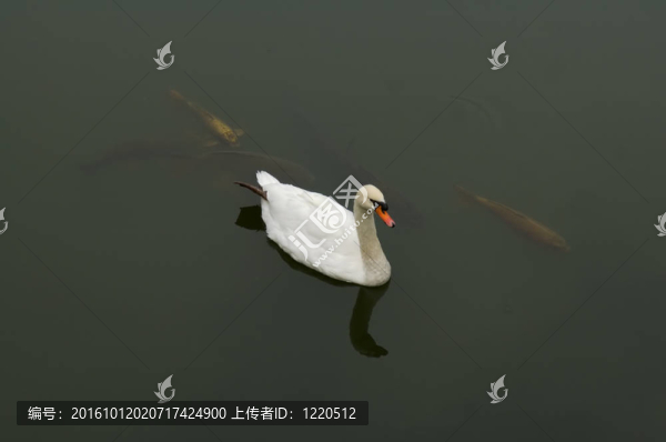 白鵝