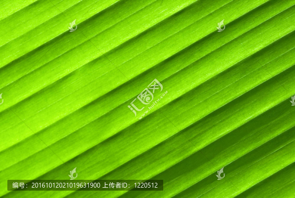 葉的紋理