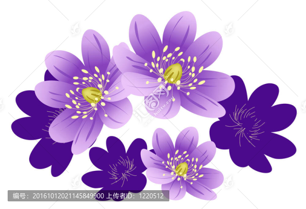 紫色的花