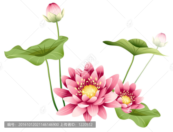 荷花和葉