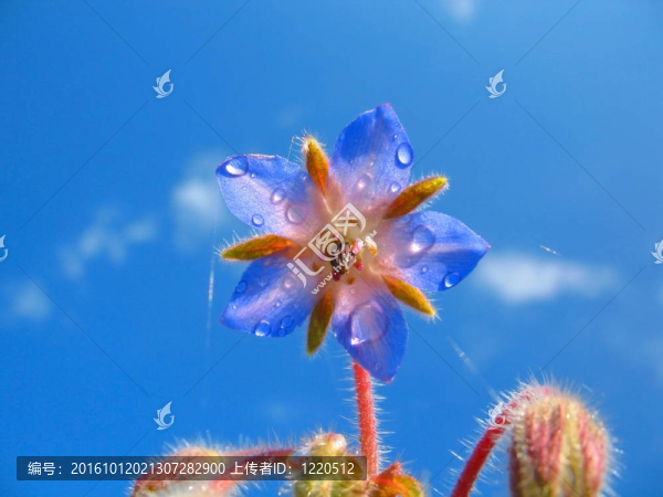 黃瓜草（Borago,officinalis,L.）