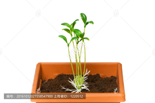 在粘土盆栽綠化苗木
