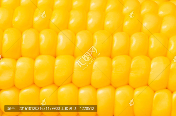 大特寫的黃色玉米棒子