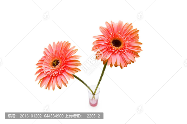 Gerber,daisy孤立在白色背景