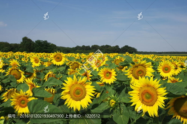 葵花牌。