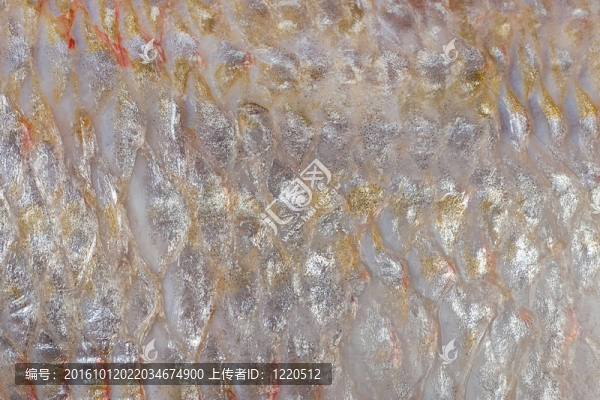 有鱗魚（該；金頭；金頭鯛）