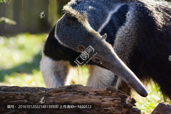 巨型食蟻獸