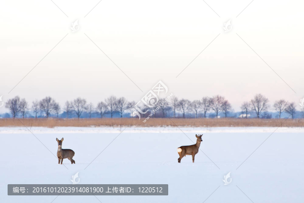 狍夫婦在冰雪覆蓋的農(nóng)田