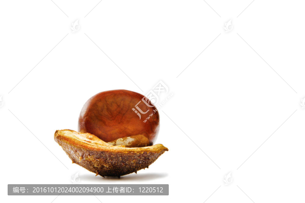 白色背景上的栗子
