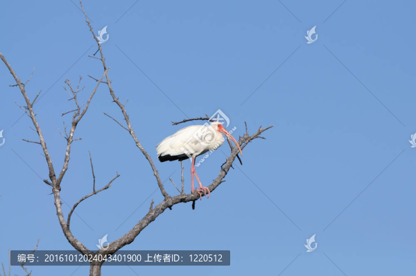 白色朱鷺（Eudocimus,albus）；佛羅里達(dá)州