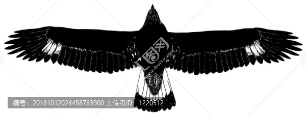 金鷹少年