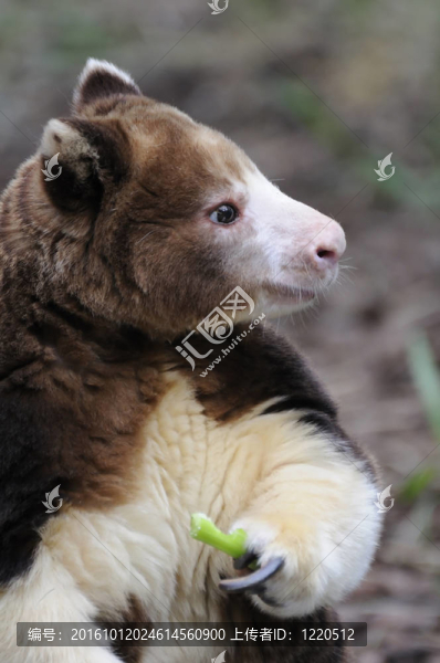 Tree,Kangaroo的飲食