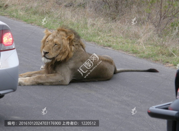 獅子與汽車(chē)